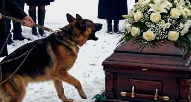 At My Father’s Funeral, His Dog Started Barking at the Casket like Crazy – After I Opened It, My Mom Fainted