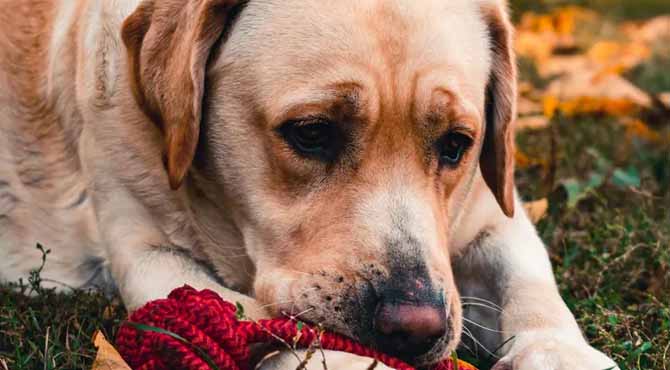 I Found a Dog in My Garden – After Calling the Number on His Tag, I Turned Down $150,000 but Found Happiness