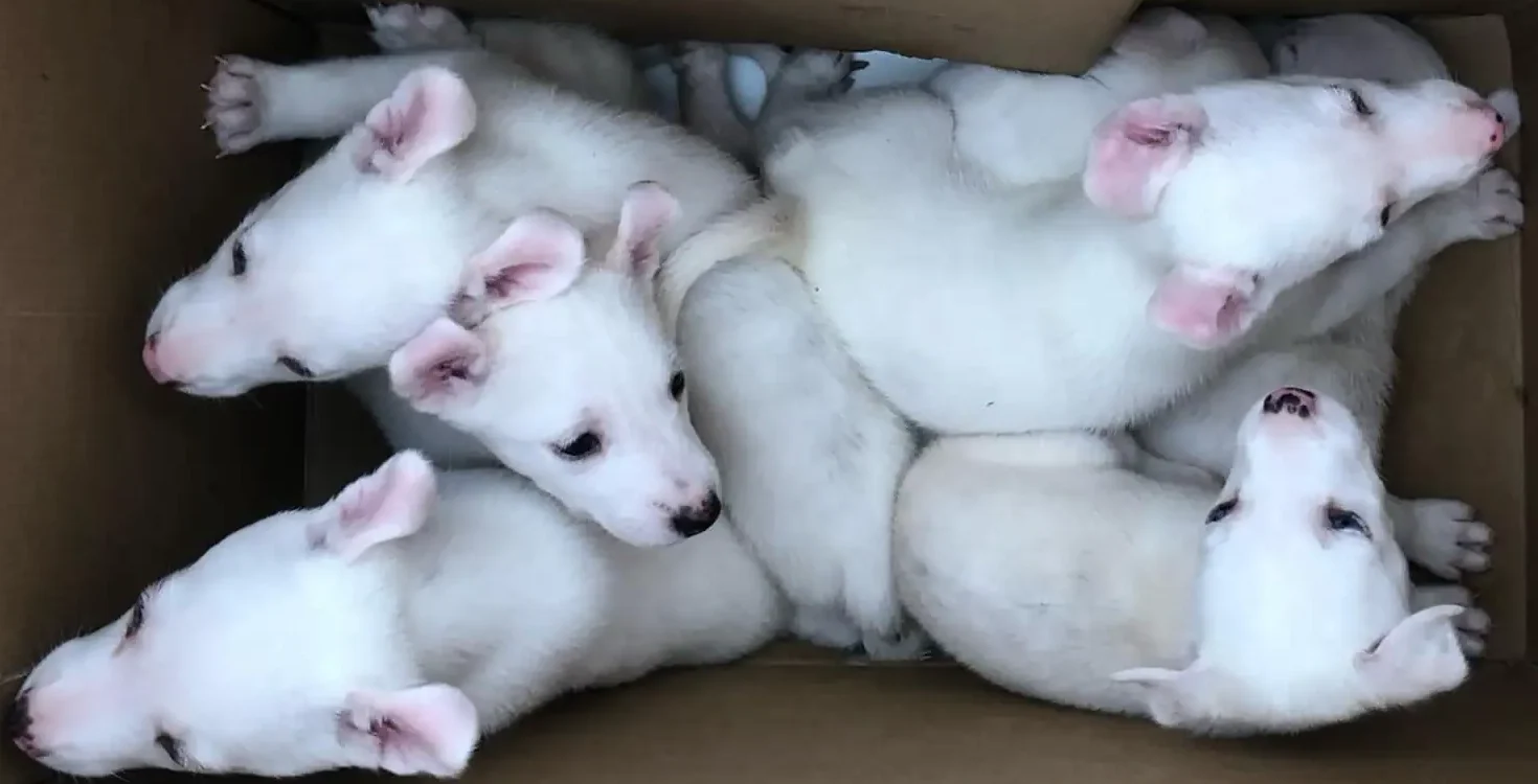 Left in a Box with a Heartbreaking Note: The Secret This Litter of White Puppies Was Hiding