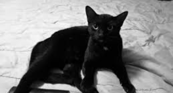 My Mom’s Cat Vanished After Her Funeral – on Christmas Eve, He Returned and Led Me Somewhere I Never Expected