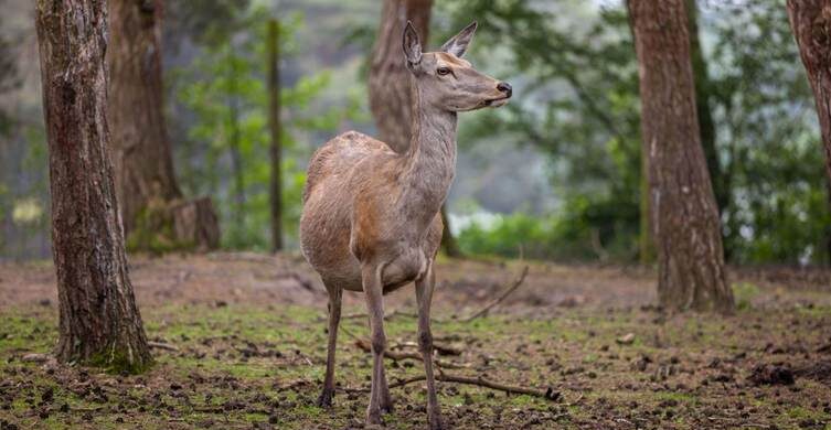 Part 3 — The Deer in the Clearing