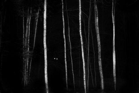 Part 2 — The Eyes Beside the Tree