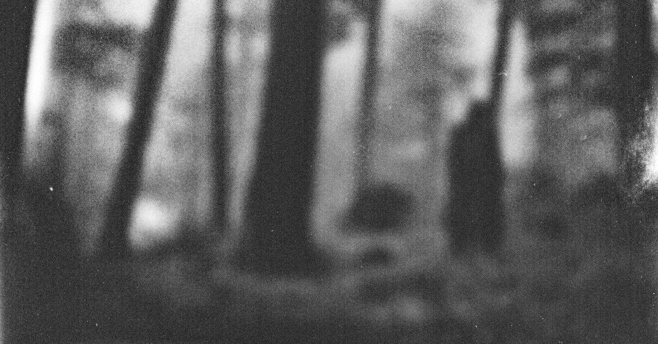 Part 3 — The Eyes Beyond the Tree Line