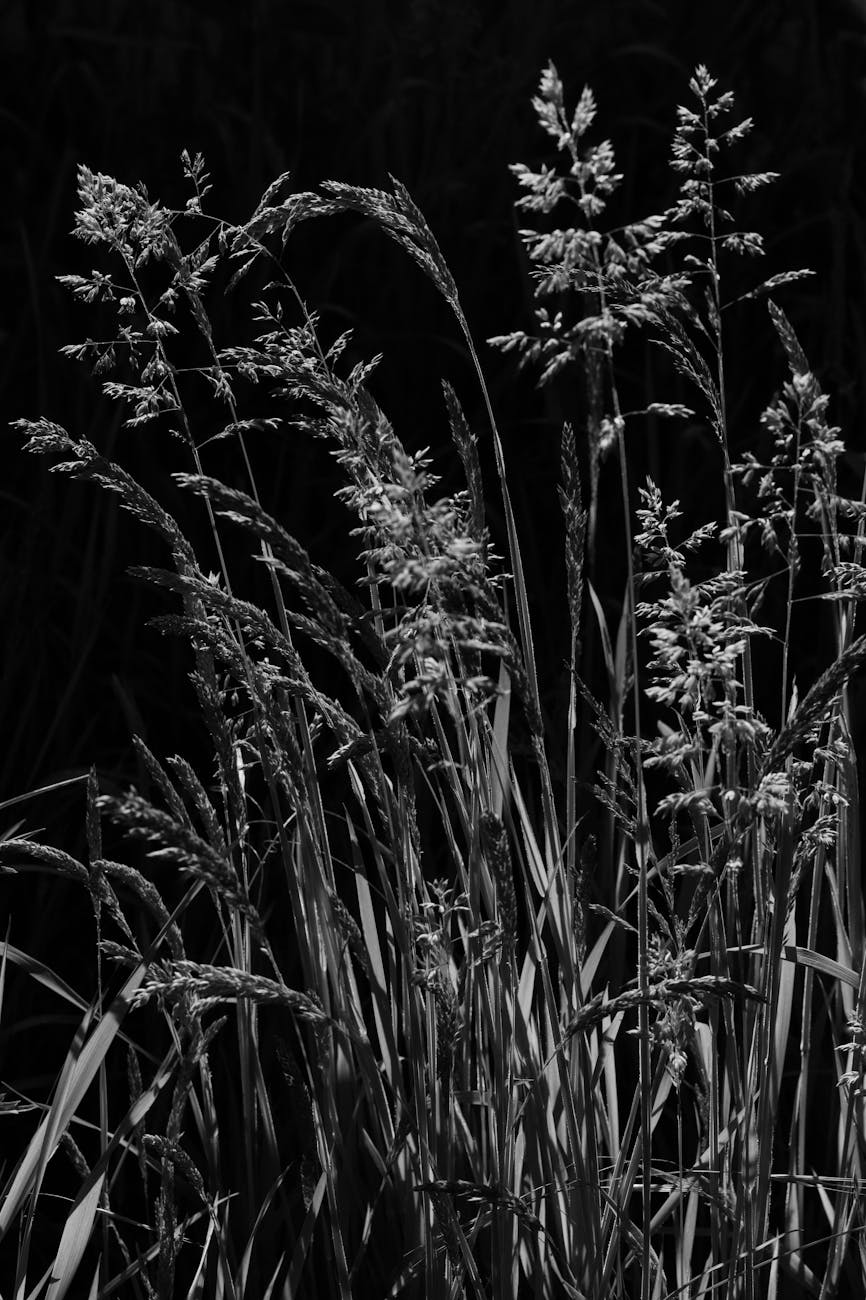Part II: The Things in the Tall Grass