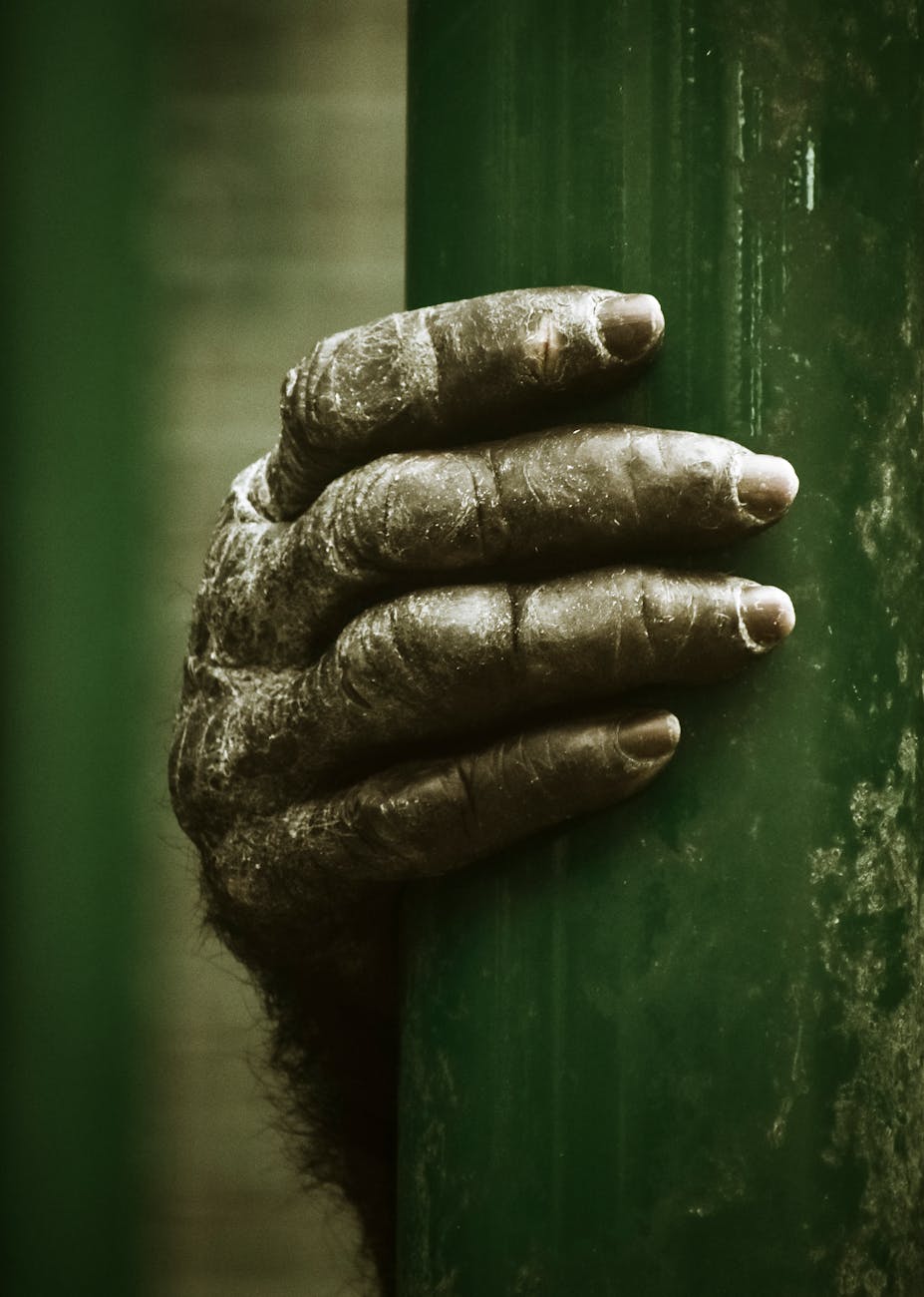 a monkey s hand on green surface